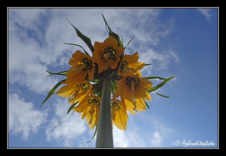 035 Fleurs